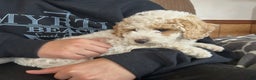 Cockapoo dogs for sale: Cooper - Ad 1