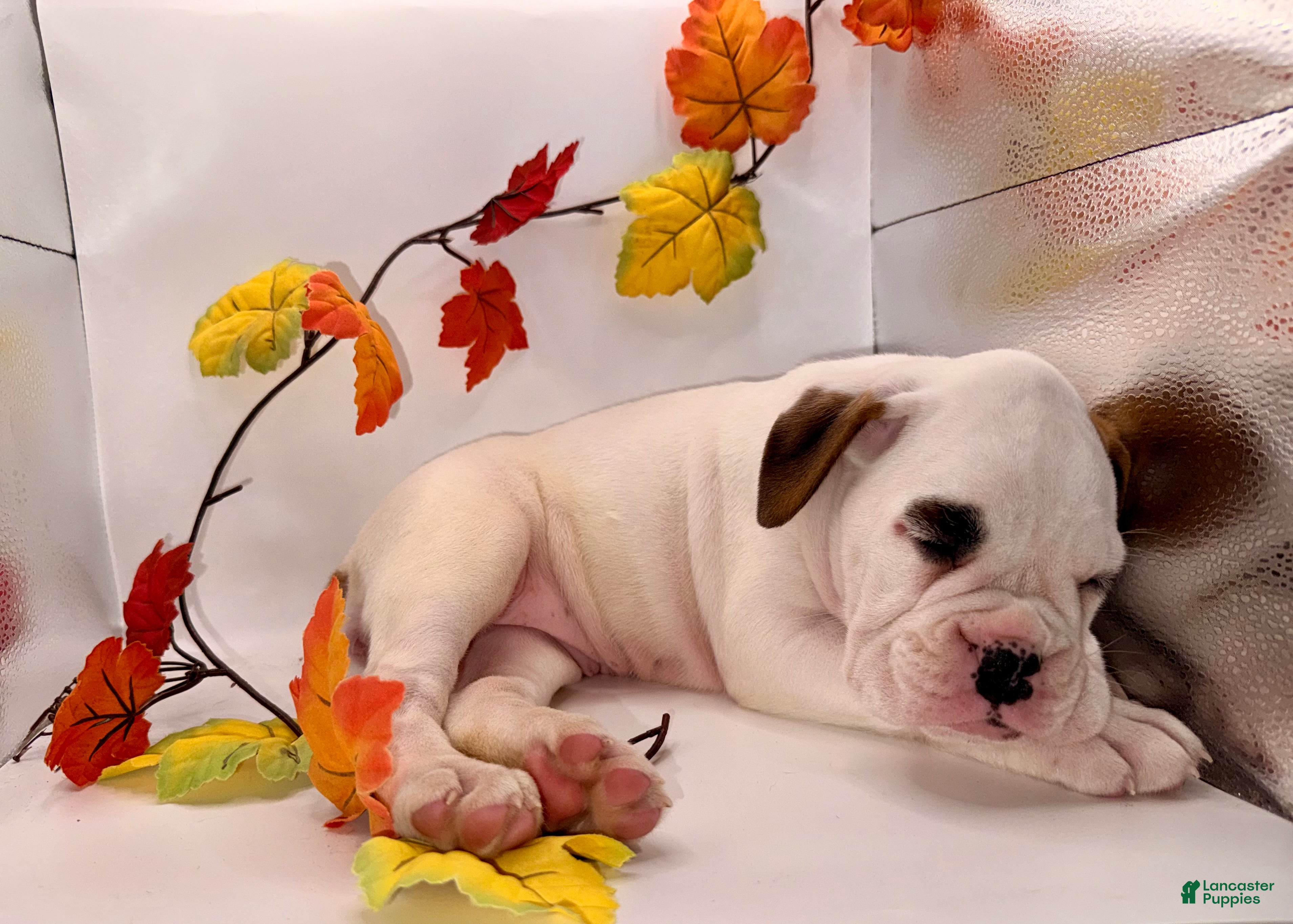 Boxer dogs  Ember - Ad 2