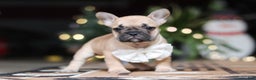 French Bulldog dogs for sale: Ivy - Ad 2