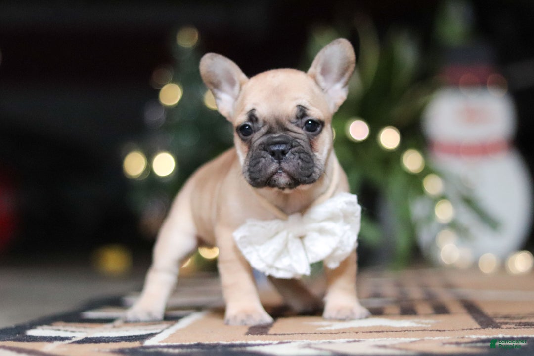 French Bulldog dogs for sale: Ivy - Ad 2