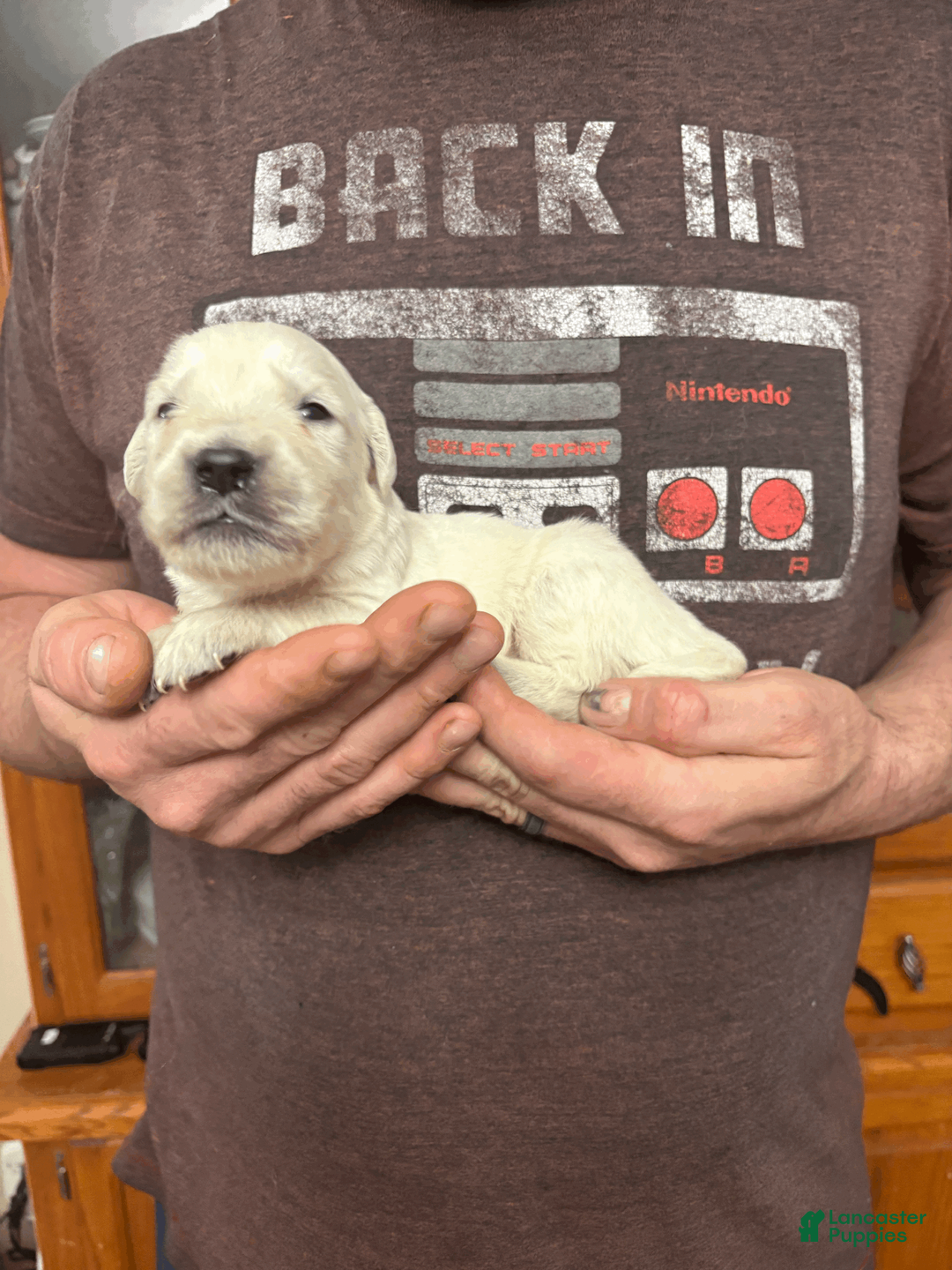 Golden Retriever dogs for sale: Golden Retriever Puppy 8 - Ad 2