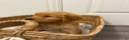 Golden Retriever dogs for sale: Blue - Ad 2