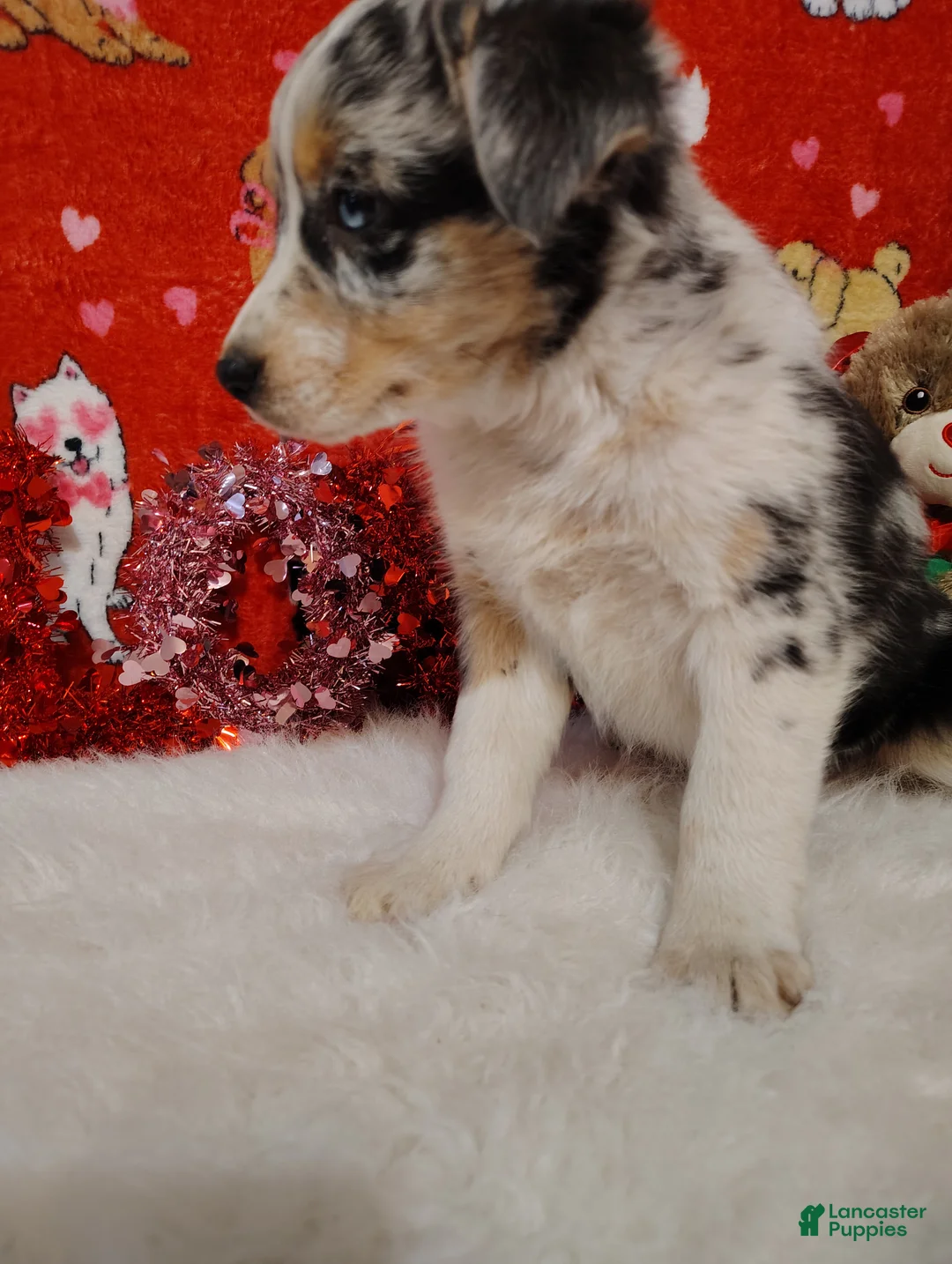 Mixed Breed dogs for sale: Hank - Ad 9