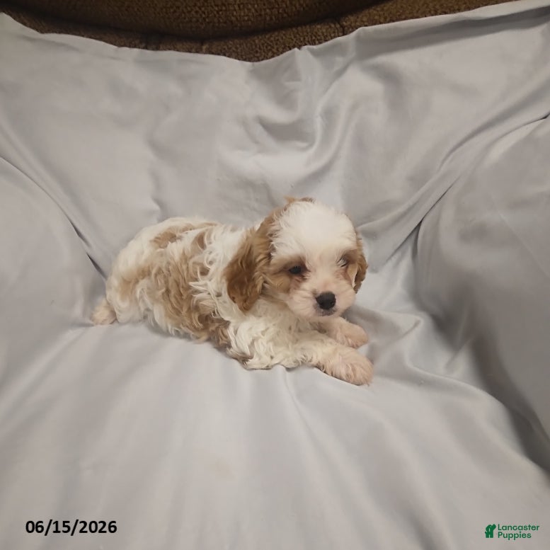 Cavapoo dogs Gloria - Ad 1