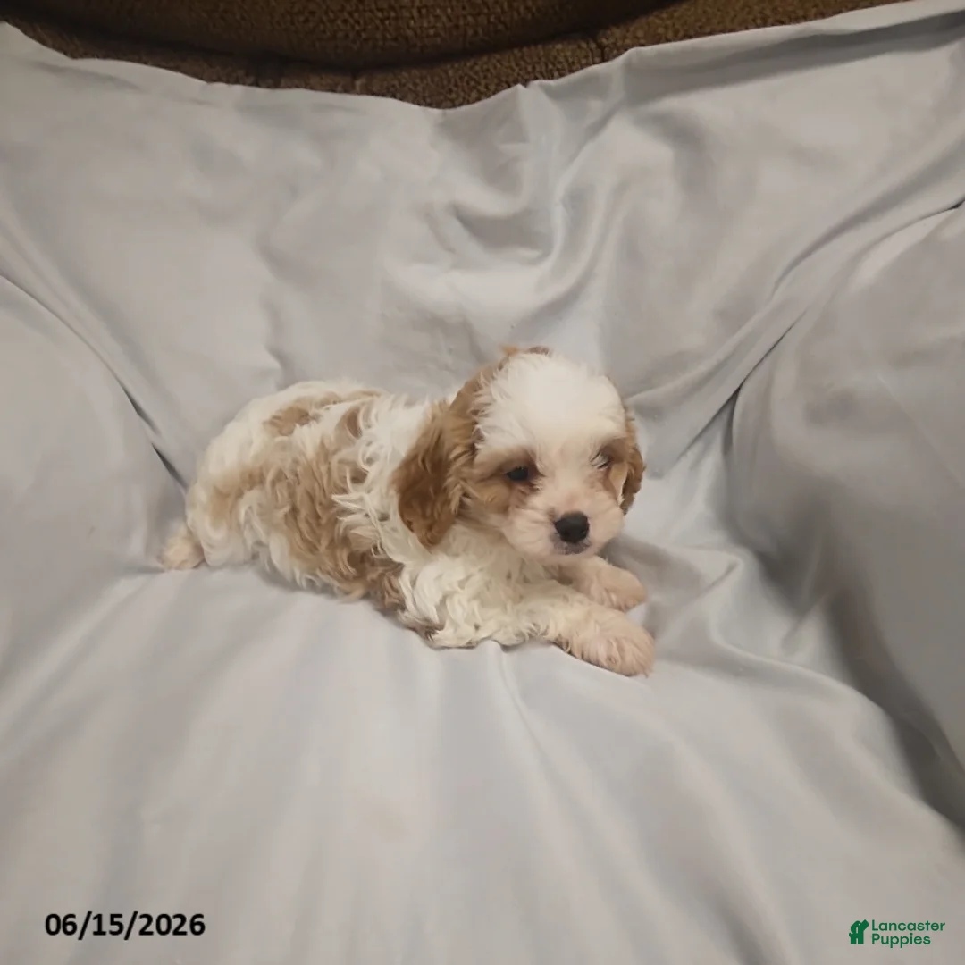 Cavapoo dogs for sale: Gloria - Ad 1