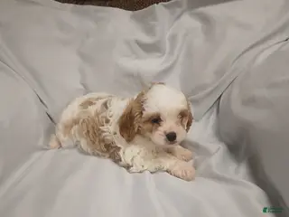 Cavapoo dogs for sale: Gloria - Ad 1