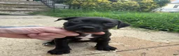 American Bully dogs for sale: Queen  - Ad 9