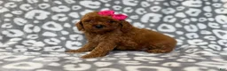Cavapoo dogs for sale: Lottie - Ad 7