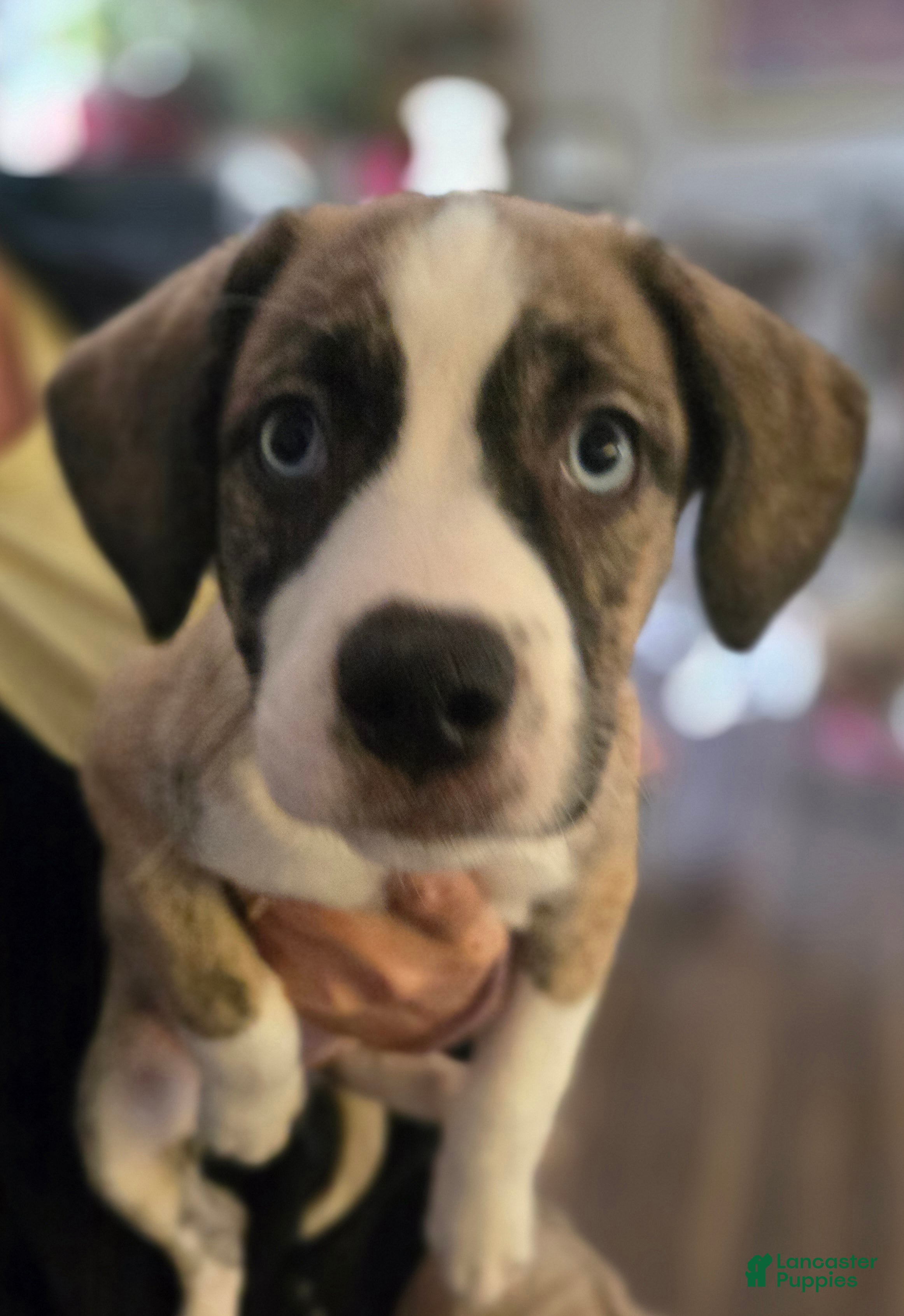 Mixed Breed dogs GiGi - Ad 4