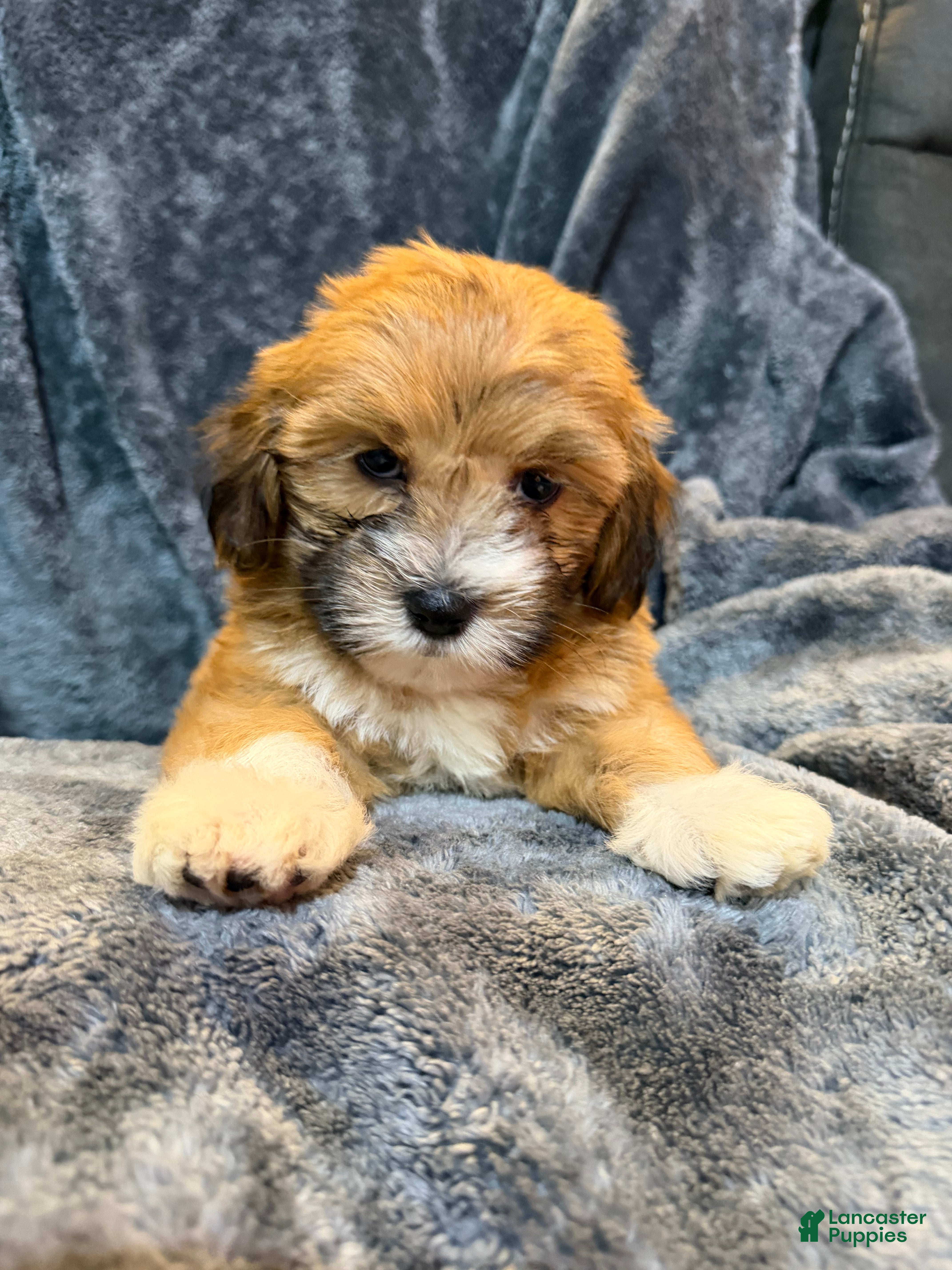 Mixed Breed dogs Flash  - Ad 2