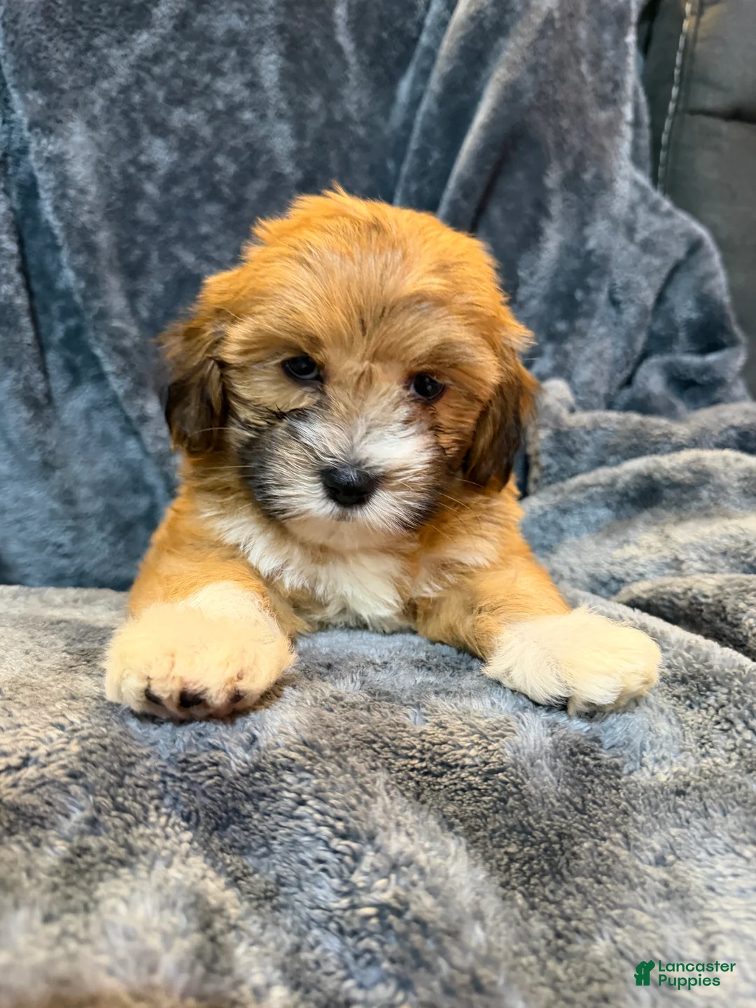 Mixed Breed dogs for sale: Flash  - Ad 2