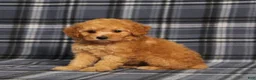 Miniature Poodle dogs for sale: AKC Queen - Ad 2
