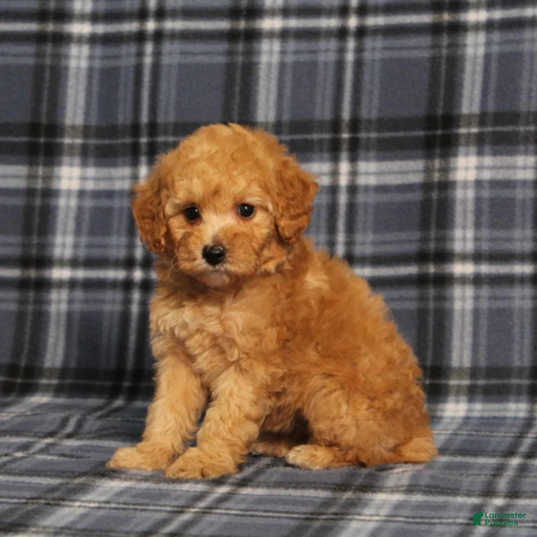 Miniature Poodle dogs for sale: AKC Queen - Ad 2