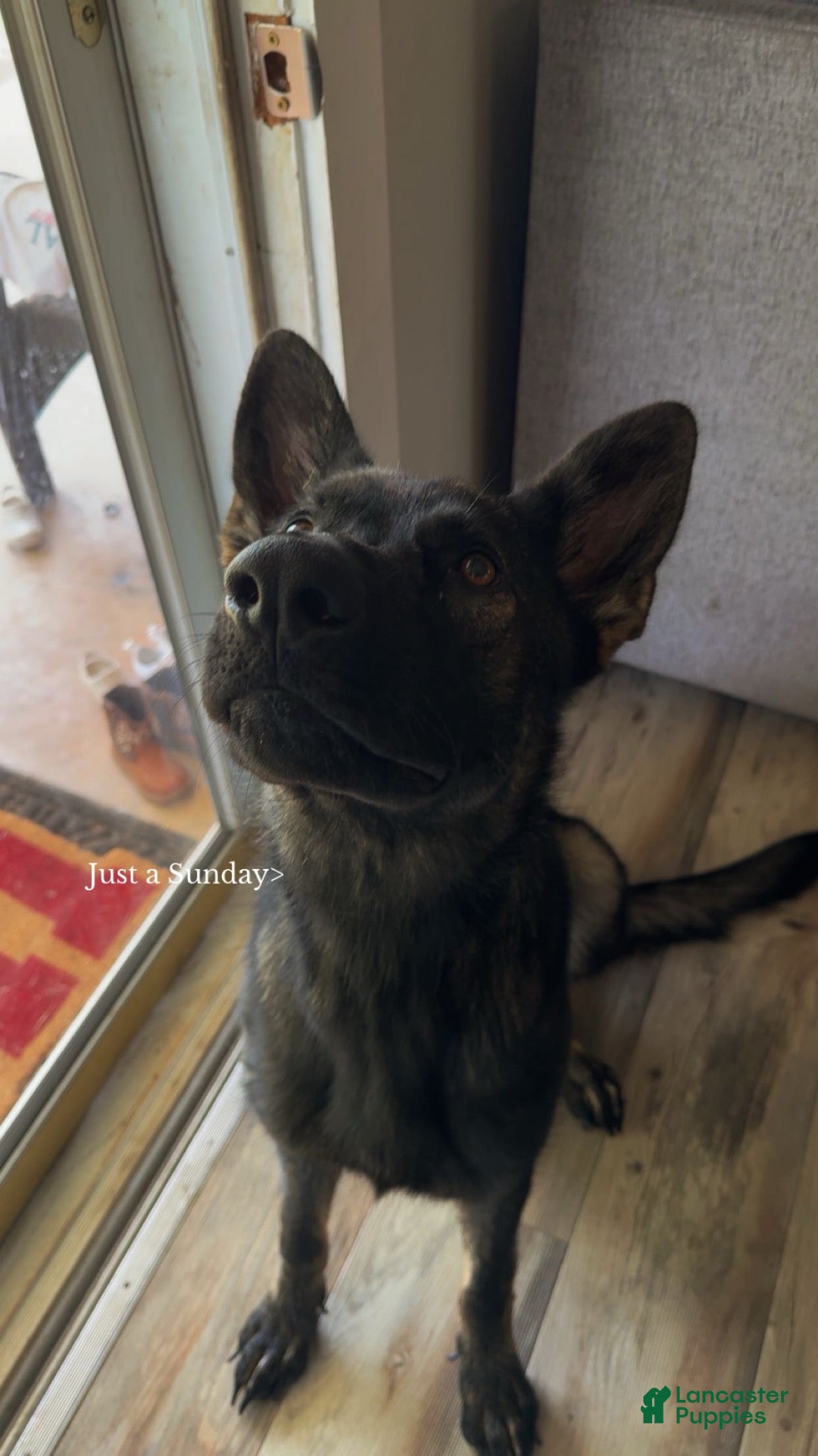German Shepherd dogs Koda - Ad 2