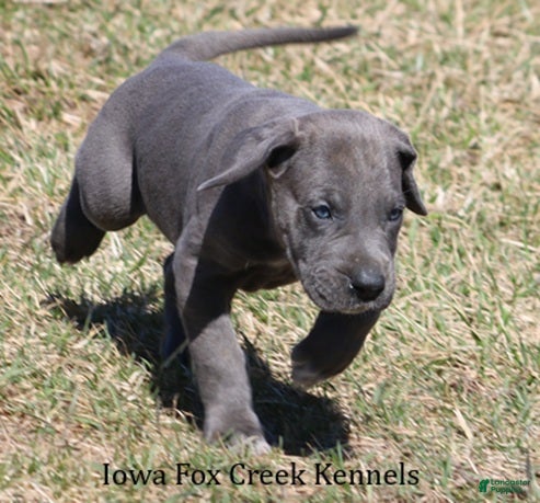 Great Dane dogs Heather - Ad 2