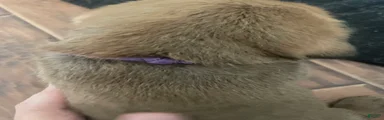 English Mastiff 6