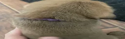 English Mastiff dogs for sale: English Mastiff 6 - Ad 1