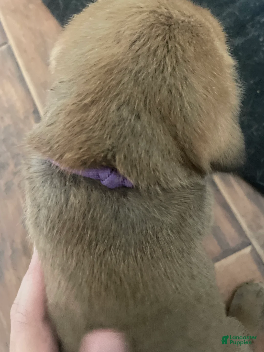 English Mastiff dogs for sale: English Mastiff 6 - Ad 1