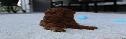 Toy Poodle dogs for sale: Ashton - Ad 11