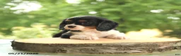 Cavalier King Charles Spaniel dogs for sale: Belle  - Ad 4