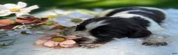 English Springer Spaniel dogs for sale: Dixie - Ad 2