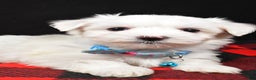 Maltese dogs for sale: Mahomes - Ad 5