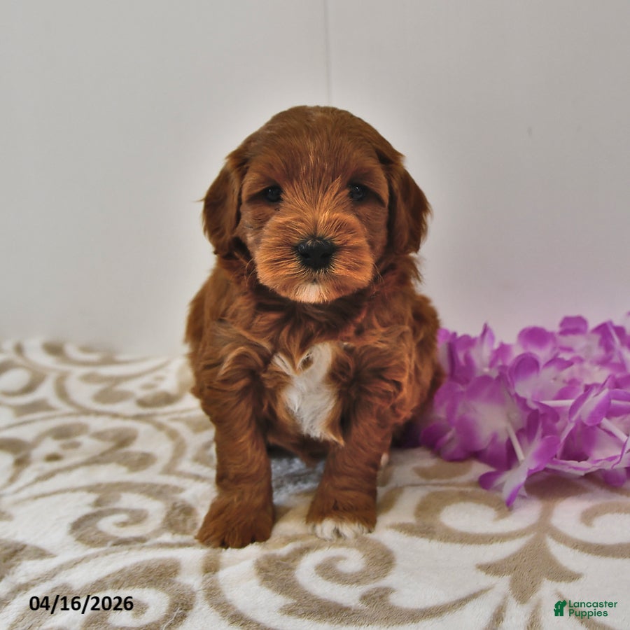 Mini Goldendoodle dogs River - Ad 1