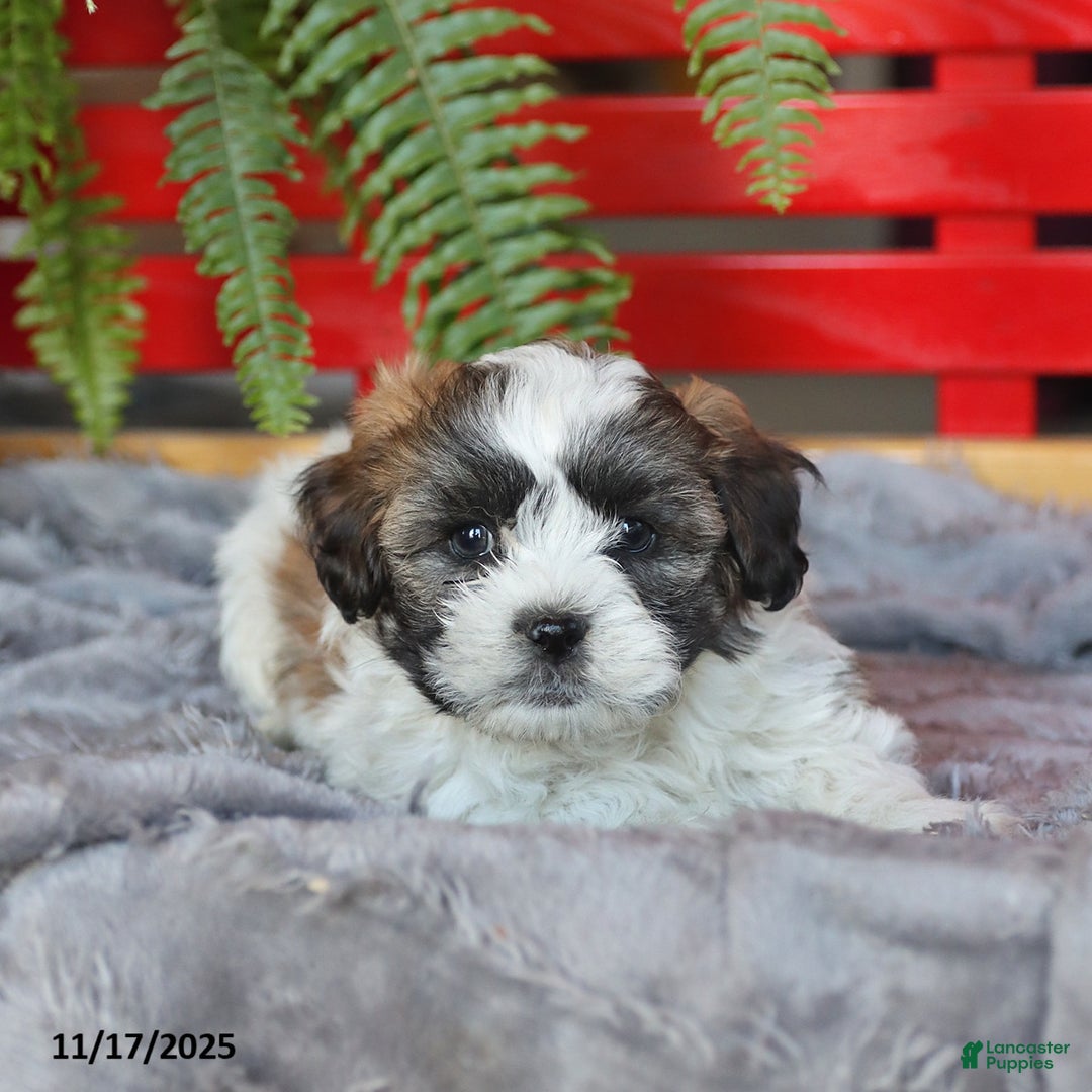 Teddy Bear dogs for sale: Tanner - Ad 3