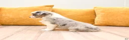 Miniature Australian Shepherd dogs for sale: Twinkle - Ad 4