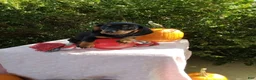 Miniature Dachshund dogs for sale: Molly - Ad 2