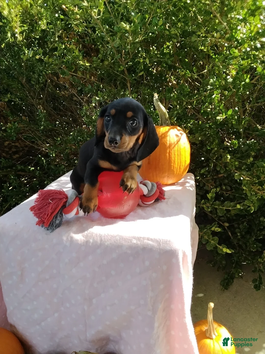 Miniature Dachshund dogs for sale: Molly - Ad 2