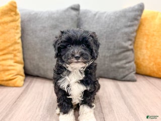 Mini Bernedoodle dogs - Ad 40