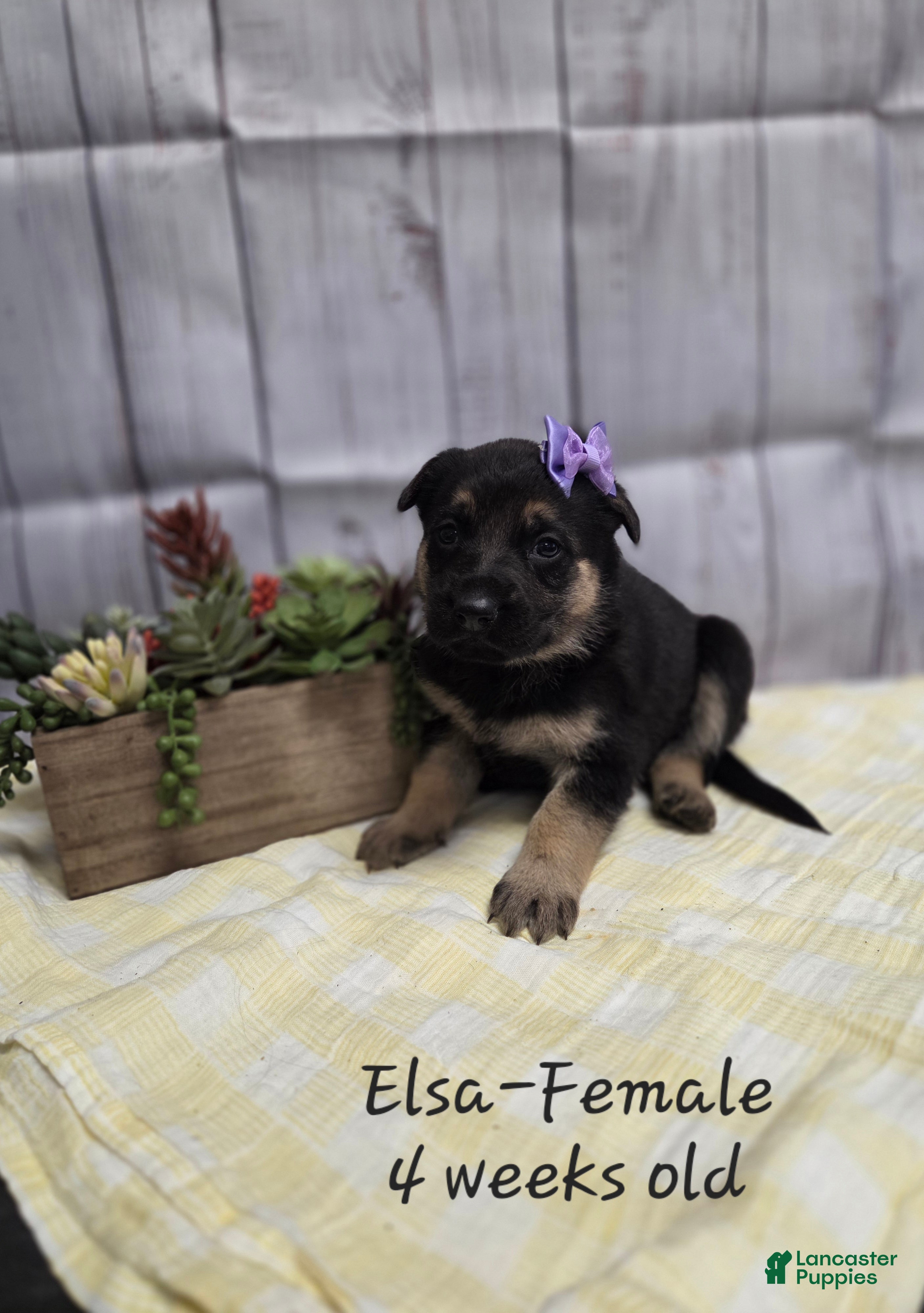 German Shepherd dogs German Shepherd Puppy 5 - Ad 19