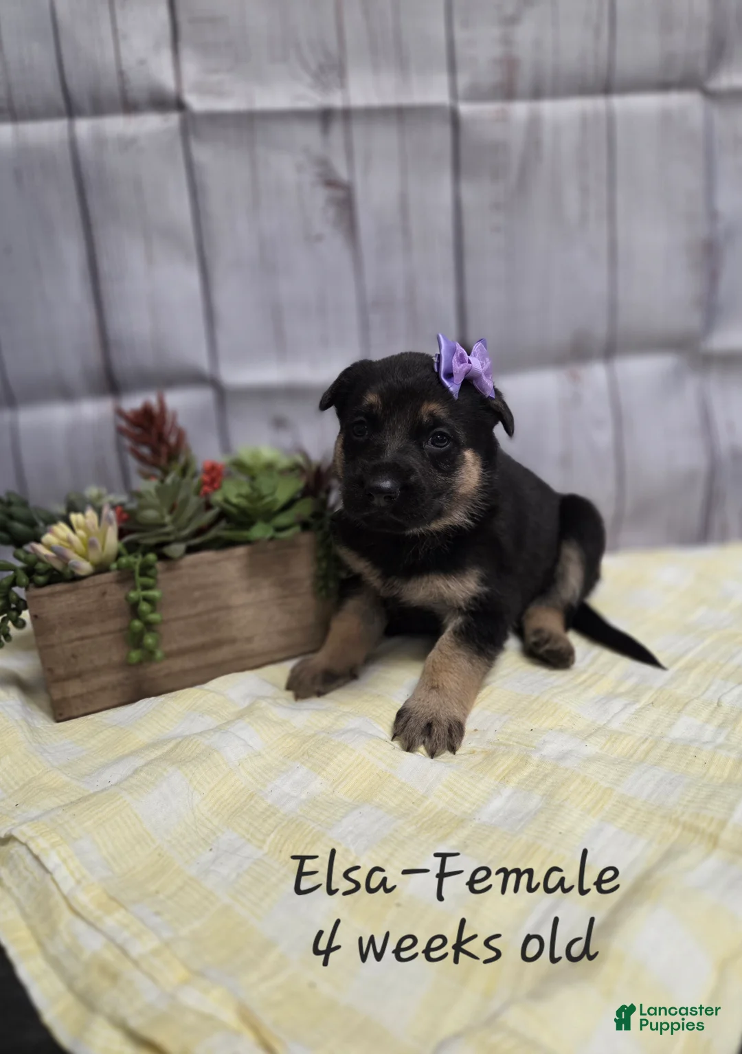 German Shepherd dogs for sale: German Shepherd Puppy 5 - Ad 1