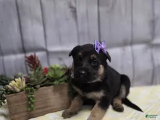 German Shepherd dogs German Shepherd Puppy 5 - Ad 19