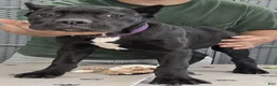 Cane Corso dogs for sale: Purple Girl - Ad 4