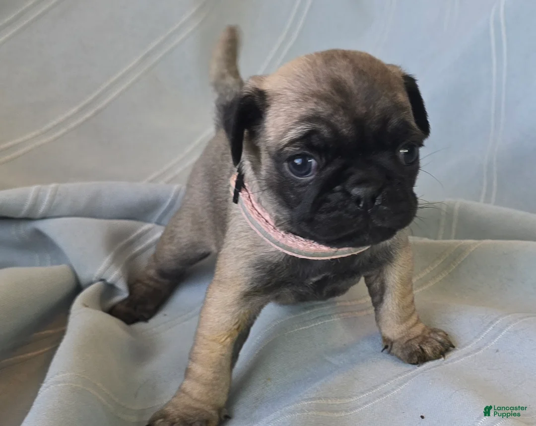 Pug dogs for sale: Norma Jean - Ad 7