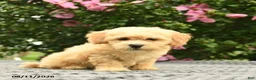 Mixed Breed dogs for sale: Adam  - Ad 3