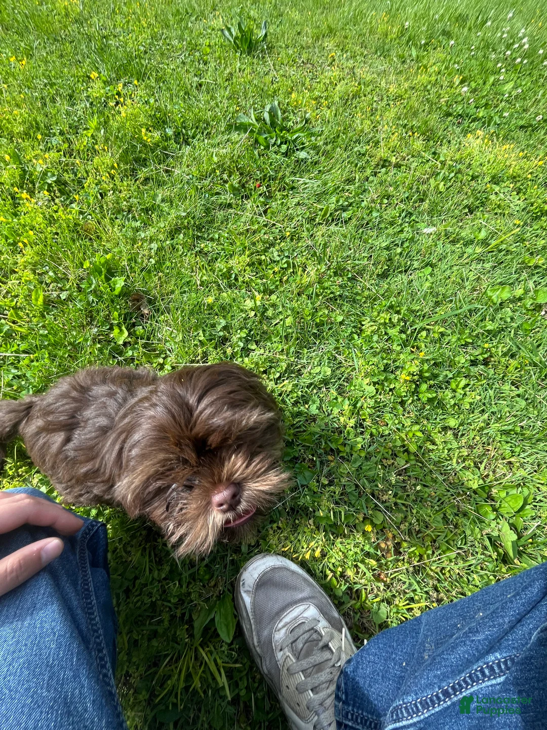 Shorkie dogs for sale: Shorkie Puppy 1 - Ad 2