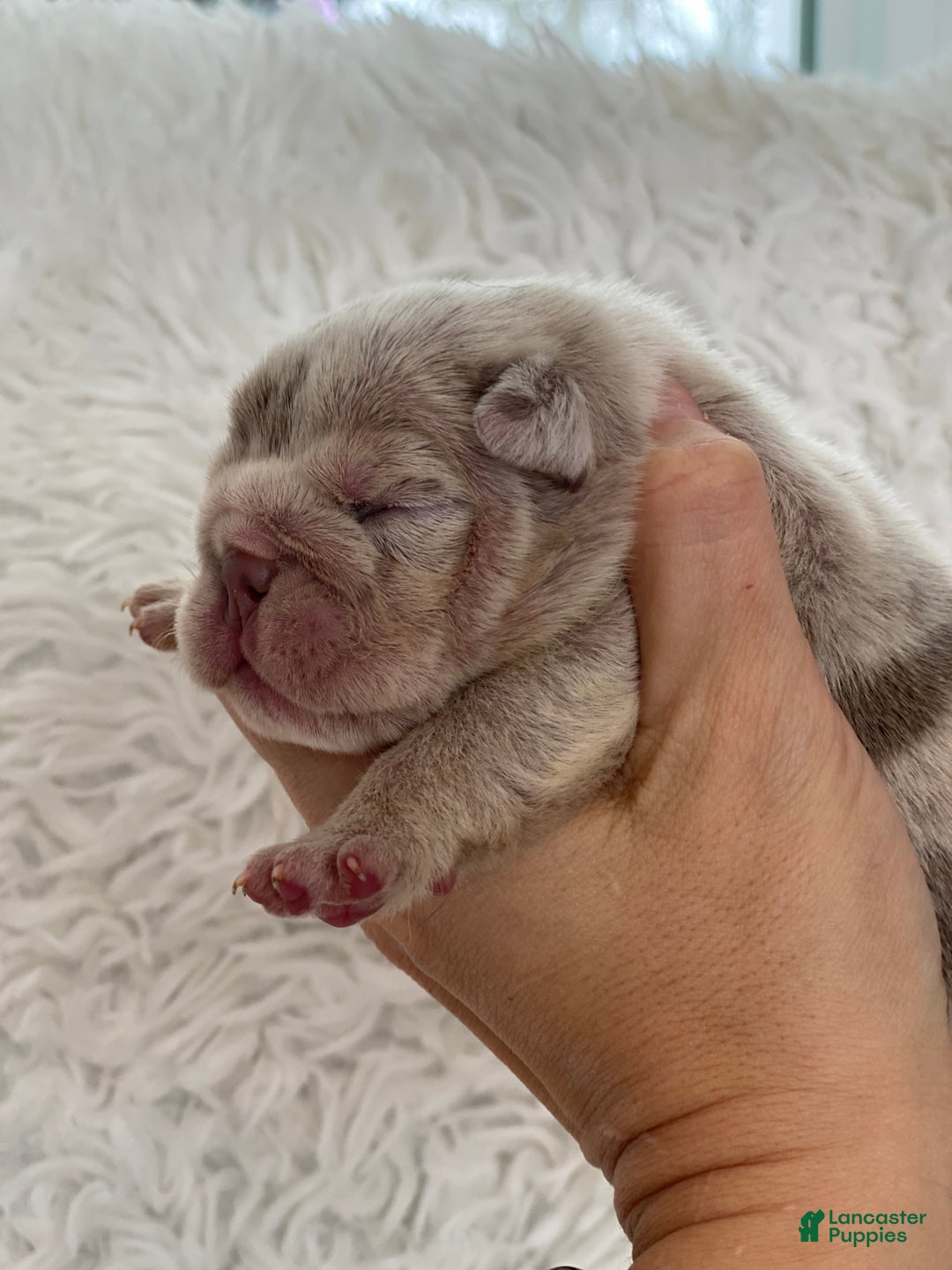 English Bulldog dogs for sale: Emma - Ad 1