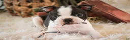 Boston Terrier dogs for sale: Crew - Ad 3
