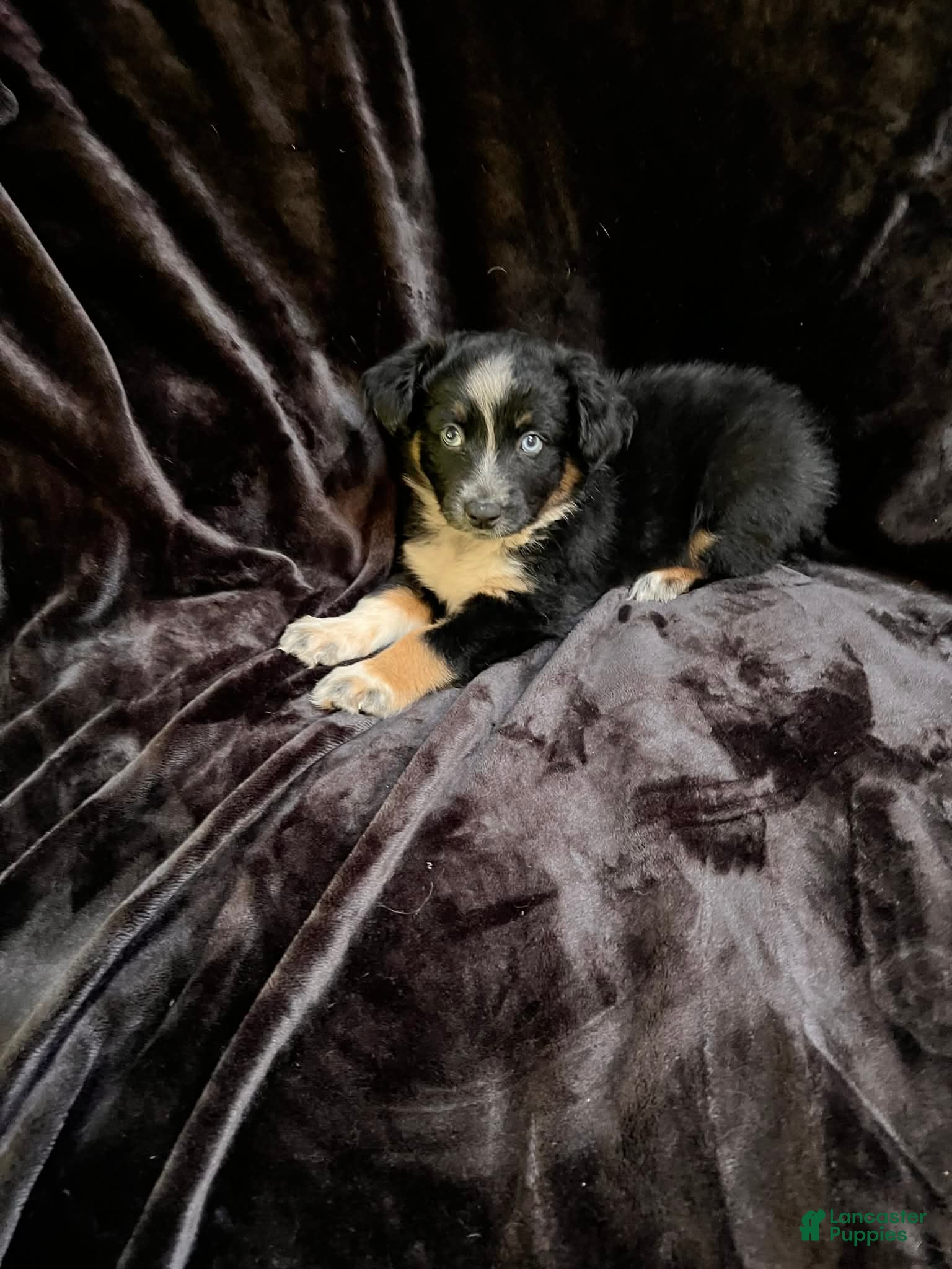 Australian Shepherd dogs Australian Shepherd 1 - Ad 1