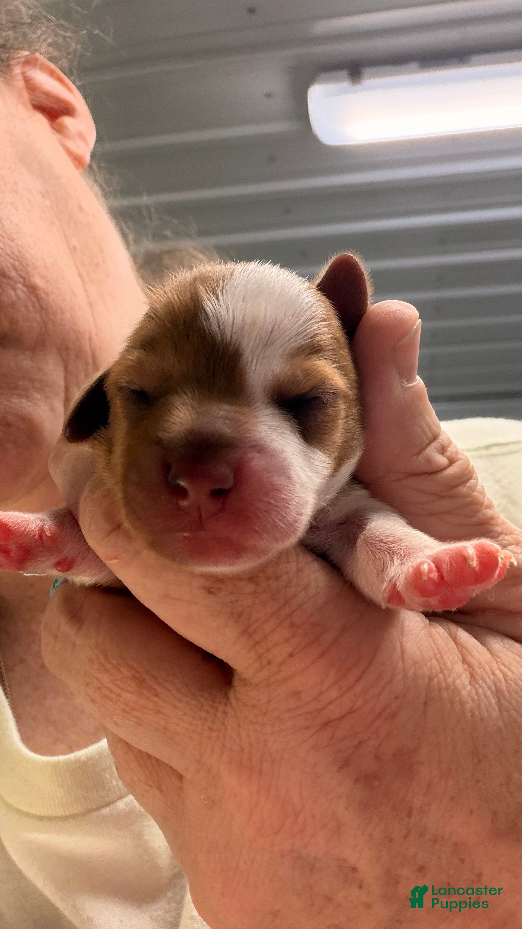 Miniature Dachshund dogs Miniature Dachshund 1 - Ad 1