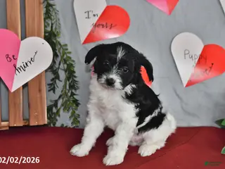 Mixed Breed dogs Apache - Ad 10