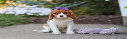 Cavalier King Charles Spaniel dogs for sale: Ellie - Ad 6