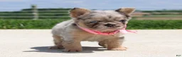 French Bulldog dogs for sale: Macie - Ad 4
