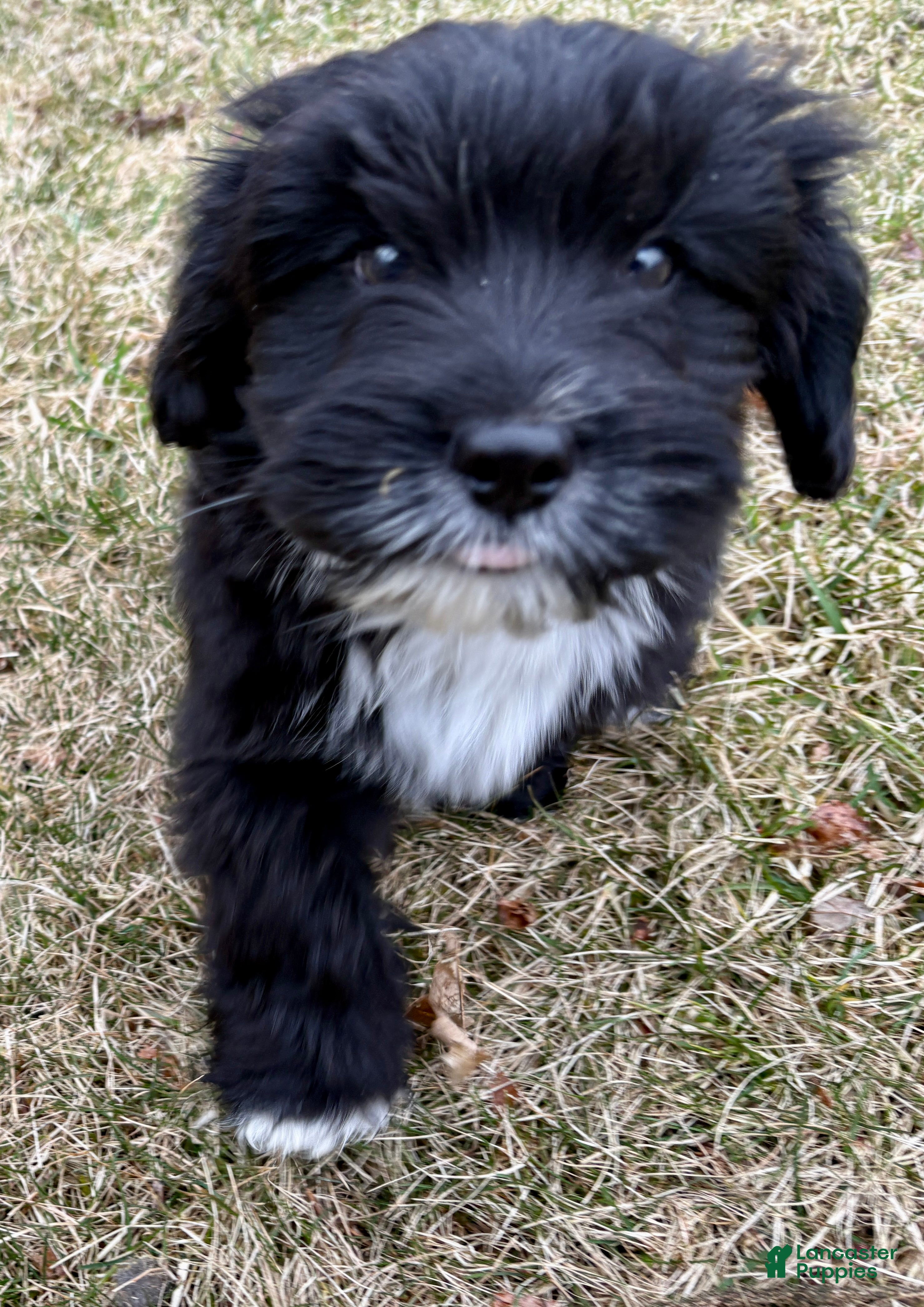Mini Aussiedoodle dogs Mini Aussiedoodle Puppy 1 - Ad 2