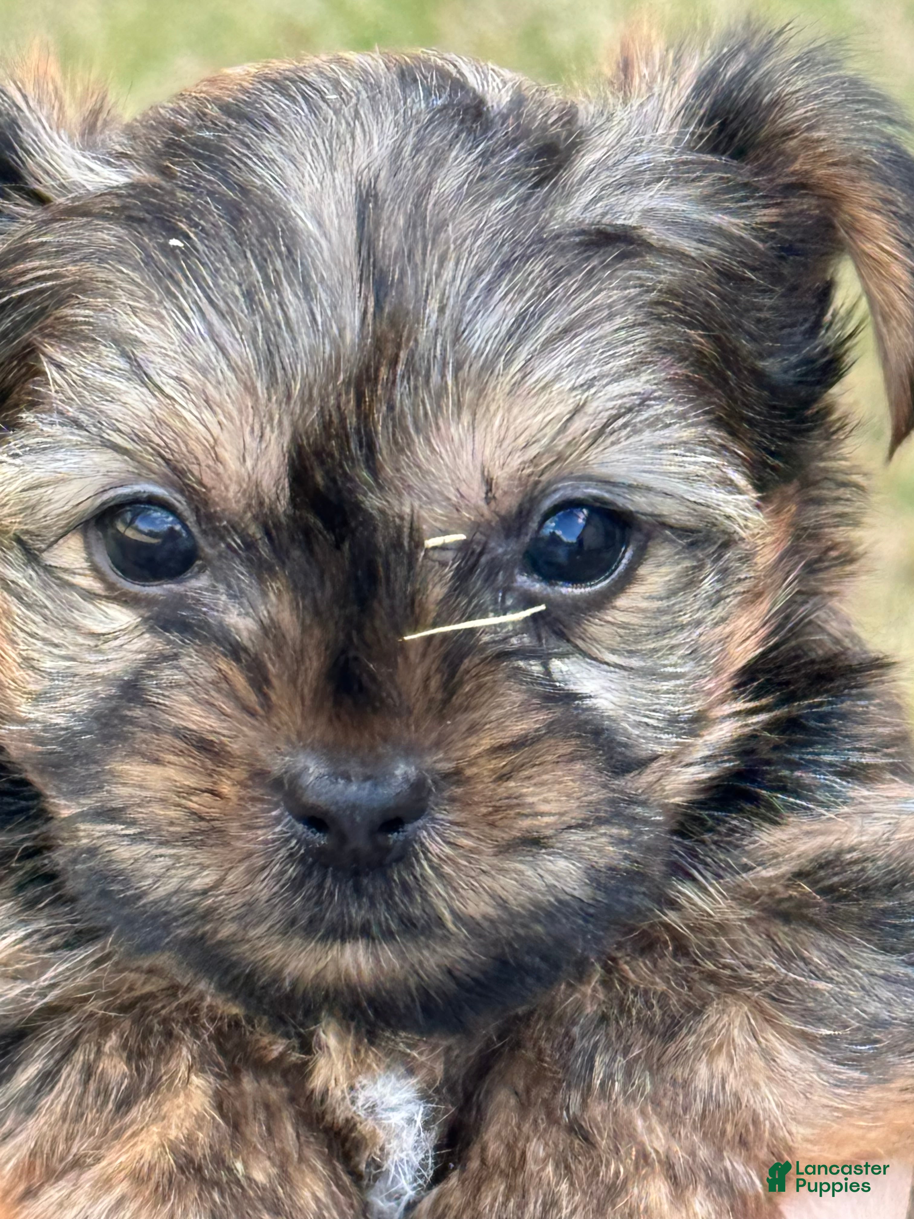 Yorkshire Terrier dogs Yorkshire Terrier Puppy 2 - Ad 1