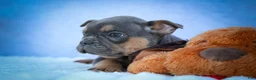 Frenchton dogs for sale: Peaches 🍑 — A Charming F2 Frenchton Puppy! - Ad 19