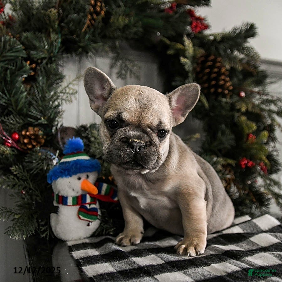 French Bulldog dogs Daisy - Ad 8